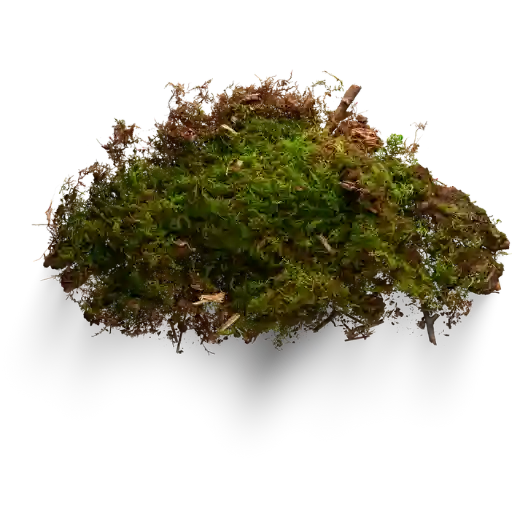 Mousse De Chêne